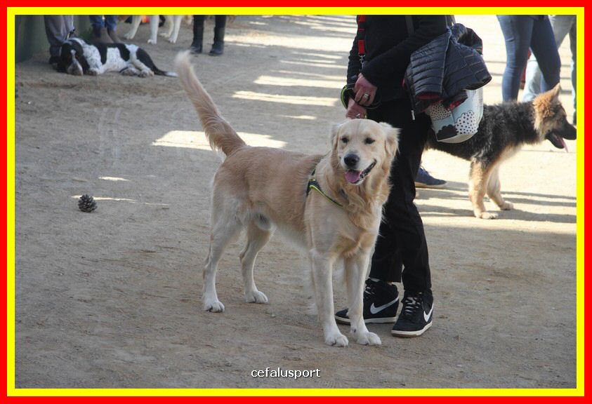 180311 mostra_canina 014.jpg